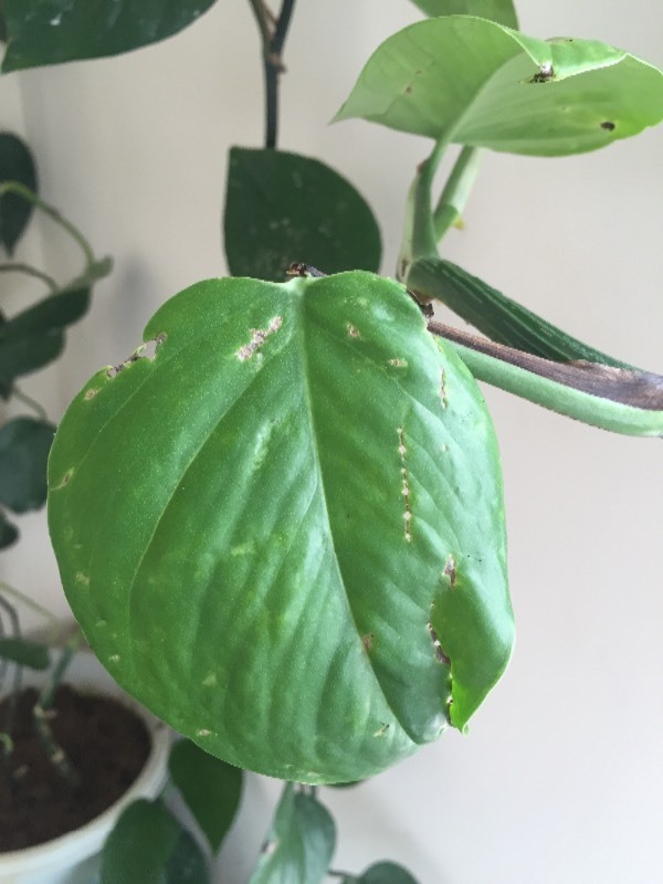 矮椰树盆栽：打造家居绿意的精致选择