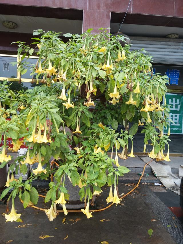爱之蔓扦插几天浇水：掌握正确养护方法