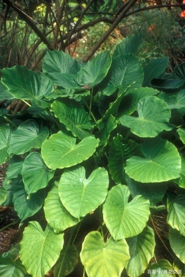 榕树水培后扦插：掌握技巧，轻松繁殖