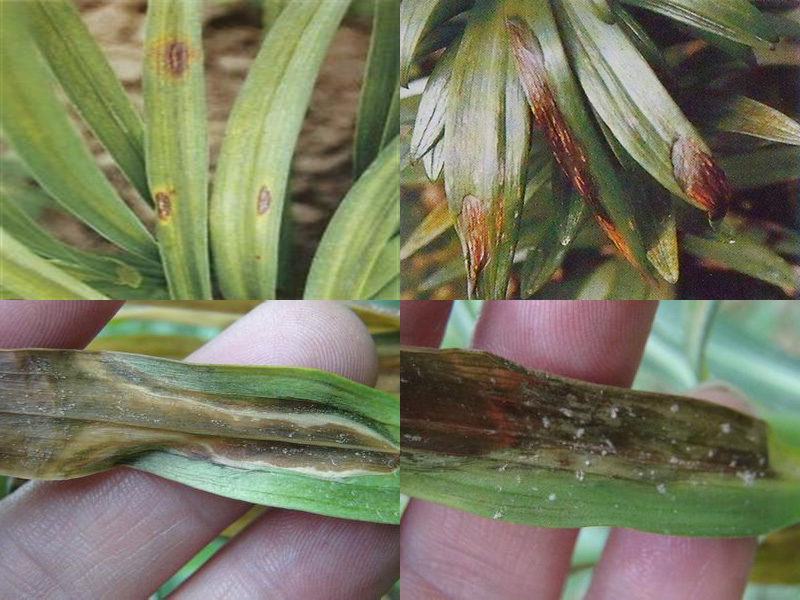 绣线菊扦插：繁殖技巧与养护指南
