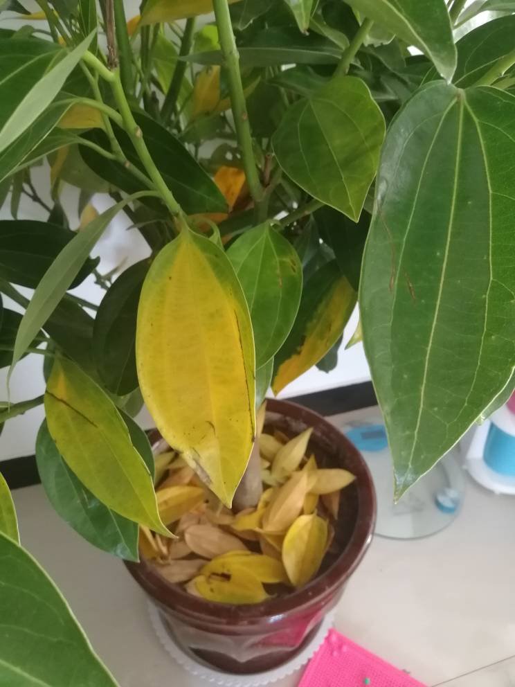 ### 豆丹虫怎么养殖方法:全面指南 ### 豆丹虫怎么养殖方法:全面指南