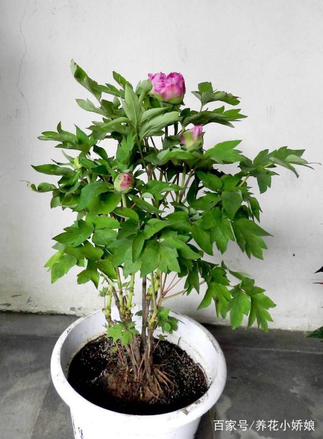 盆栽花卉栽培技术：让家中绿意盎然