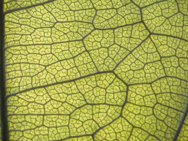 榕树怎样扦插可以泡水 - 植物养殖园丁指南
