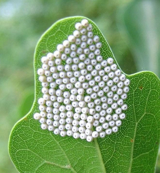 榕树如何扦插 - 植物养殖园丁指南