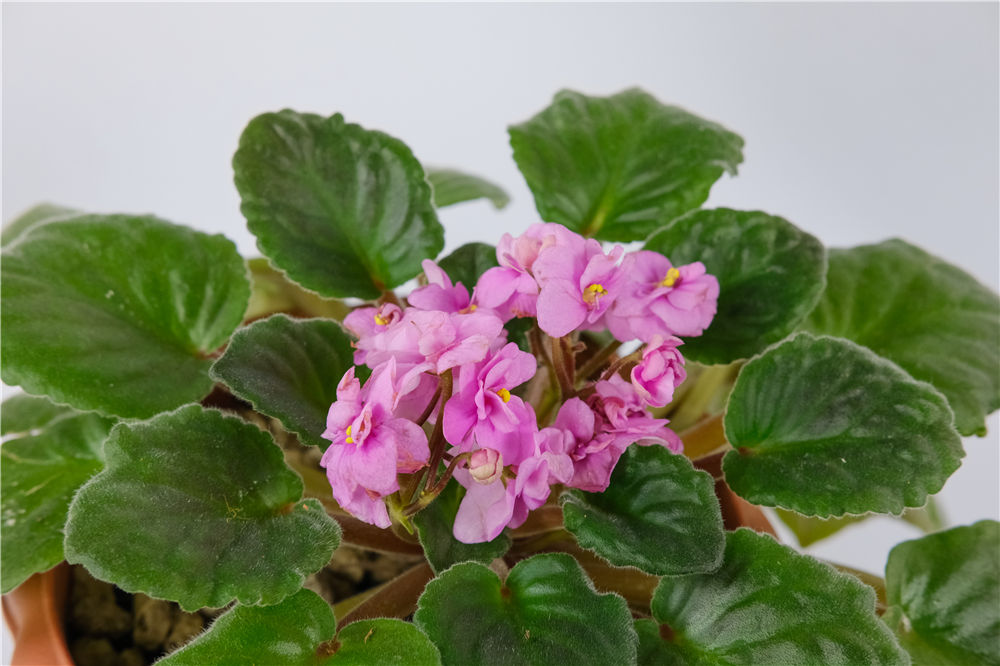 仙来客扦插：探索高效的植物繁殖技巧