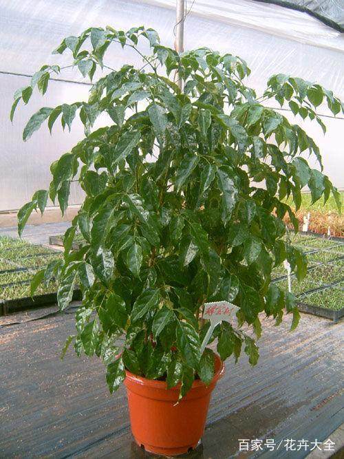油麦菜种植方法：让你的菜园丰收不停