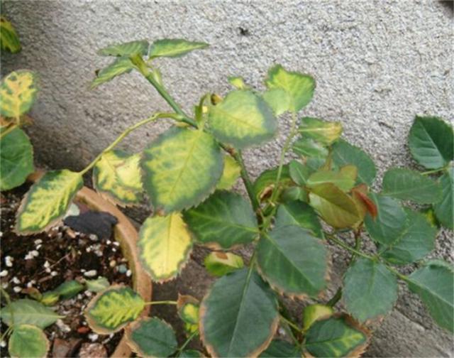 冬季菊花扦插：掌握技巧，让菊花盛开过冬
