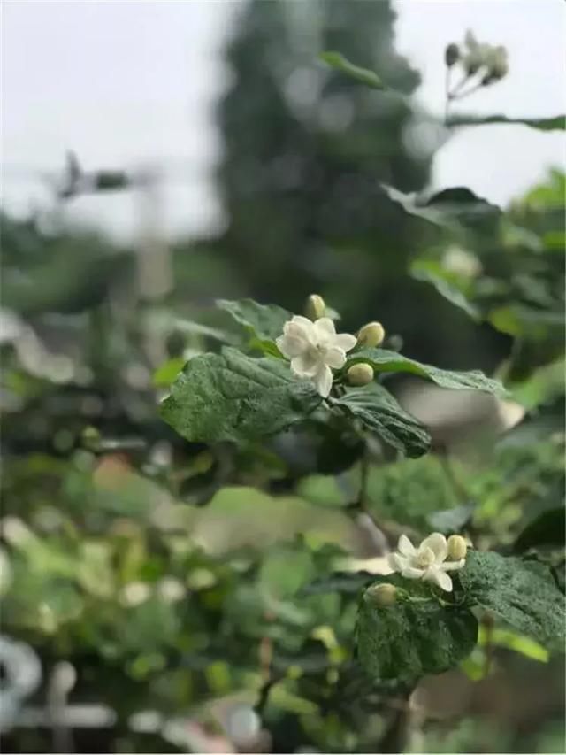 招财树扦插什么枝条？掌握正确方法，养出繁茂绿意