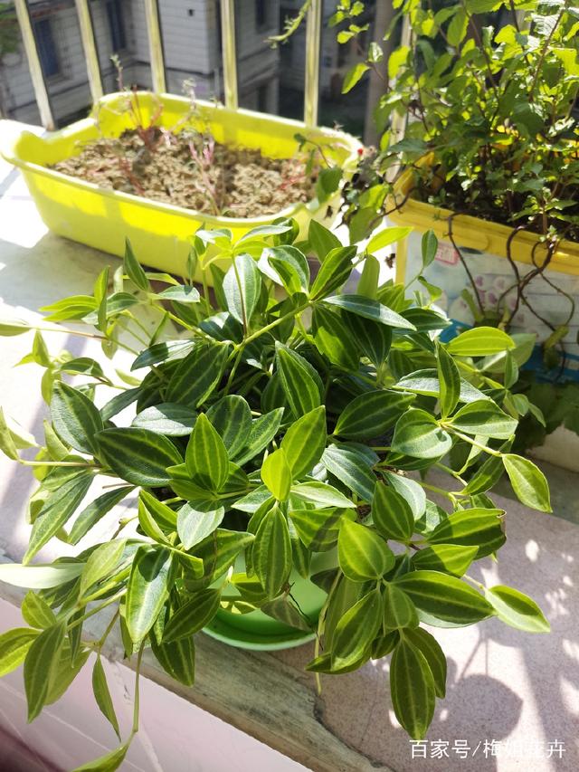 如何扦插金钻 - 植物养殖园丁专业指南