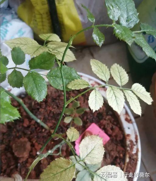 葡萄种植基地扦插：高效繁殖新技术