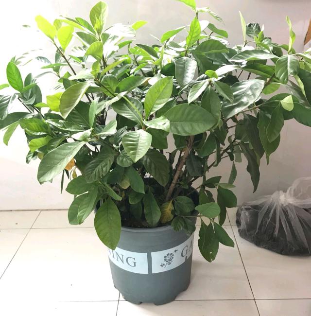 紫罗兰扦插：繁殖新植株的简易指南