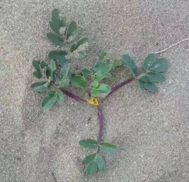 松针扦插非洲茉莉：高效繁殖新方法