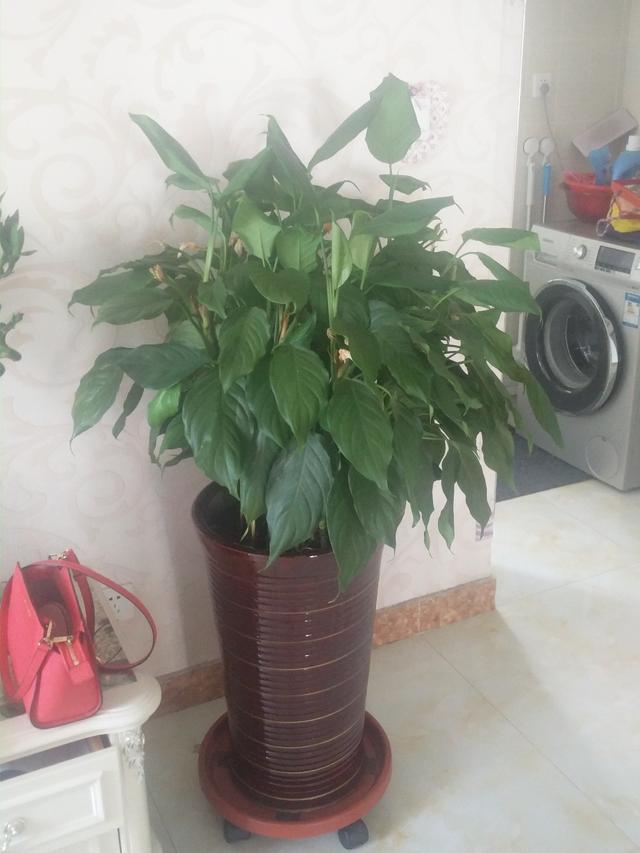 欧石竹啥季节扦插？掌握最佳时机，养出繁茂植株