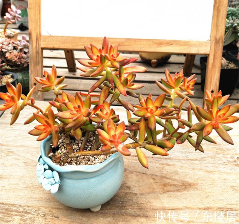 熊童子扦插：繁殖新植株的详细指南