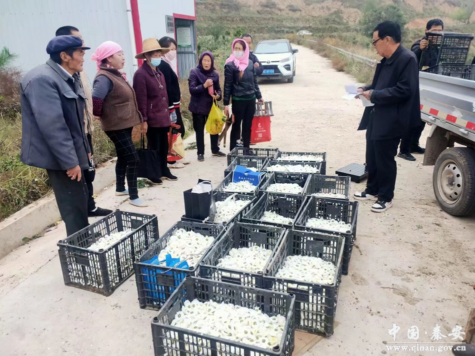 六月雪的扦插：繁殖技巧与养护指南
