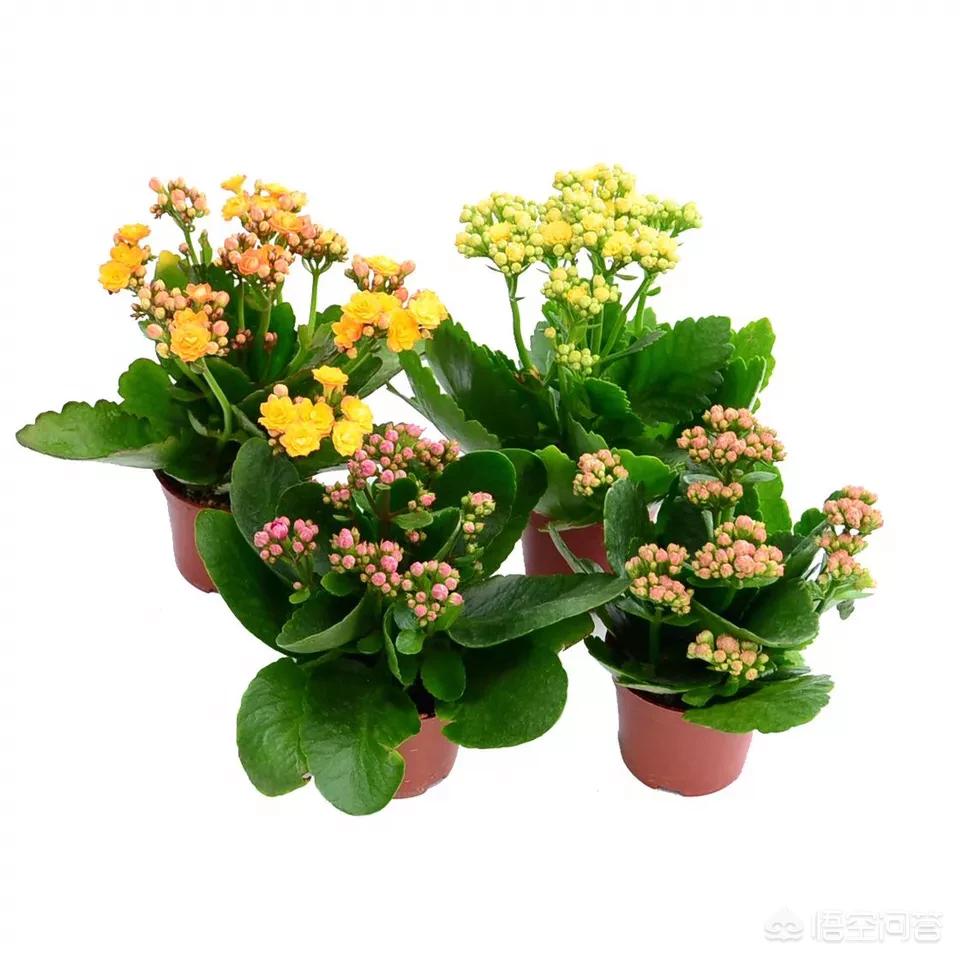 盆栽小白菜的种植方法