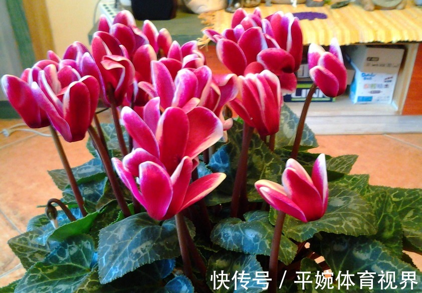 秋季扦插榆树：掌握技巧，提高成活率