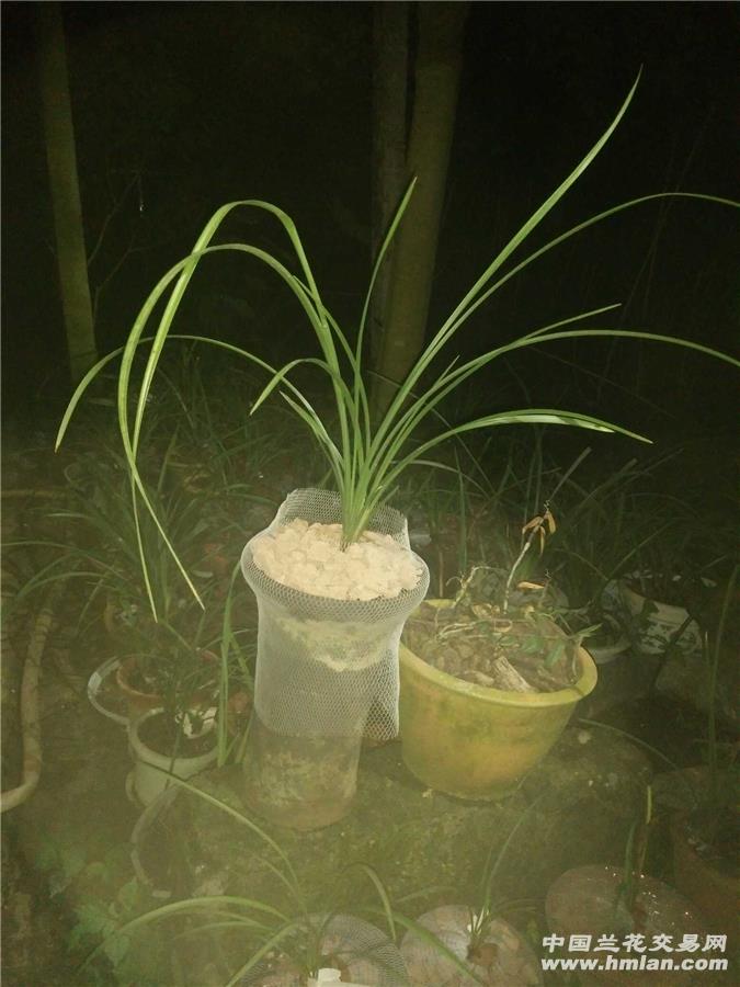 扦插 分株法：植物繁殖的高效技巧