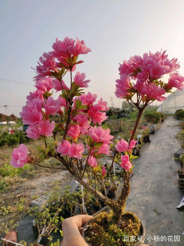 菊花扦插土壤：选择与处理要点详解