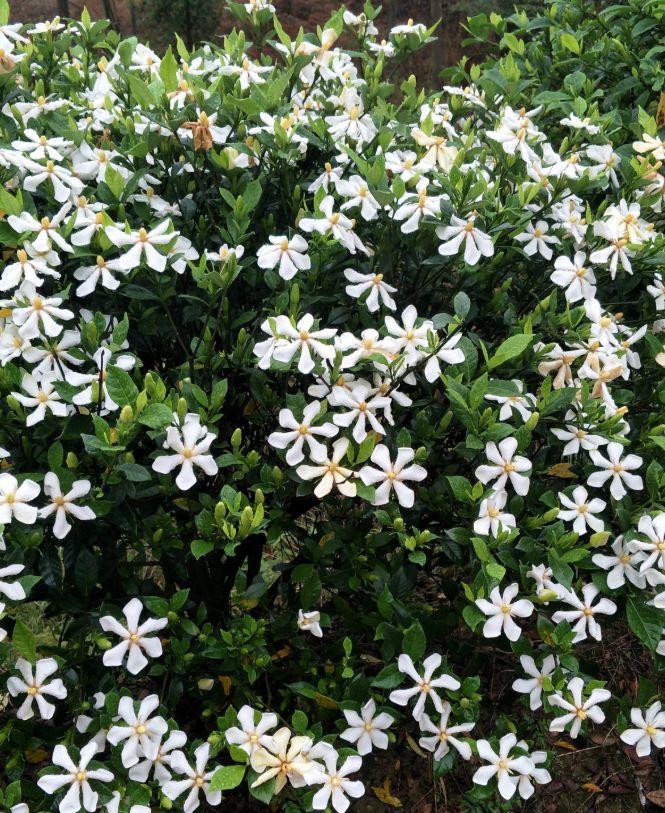 ### 三叶草种子种植方法
