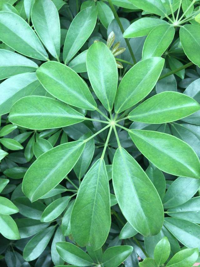 蘑菇培育方法：家庭种植的乐趣与实践指南