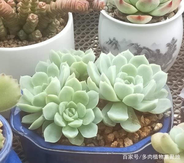 标题：炮仗花扦插：繁殖技巧与实践指南