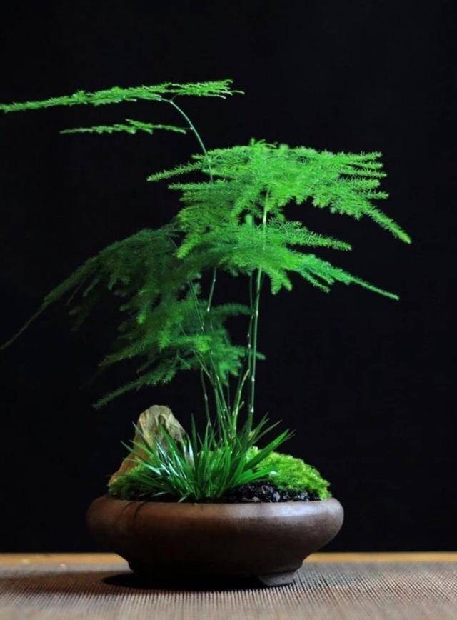 盆栽文竹养护方法