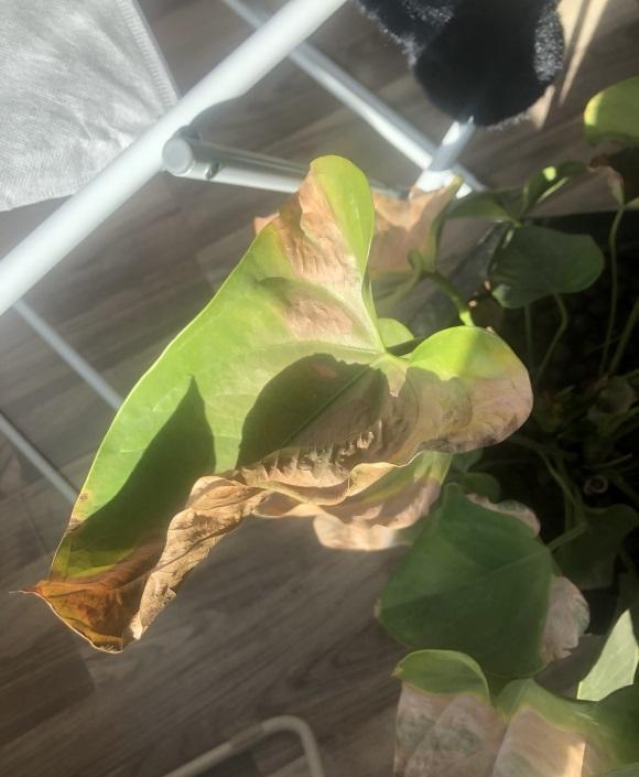 植物的扦插方法：掌握技巧，轻松繁殖