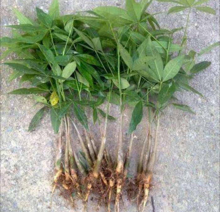 万年青怎么扦插 - 植物养殖园丁指南
