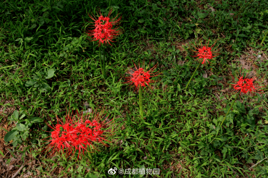 栾树扦插：掌握技巧，轻松繁育优质栾树