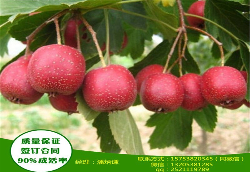 冬季绿萝怎样扦插