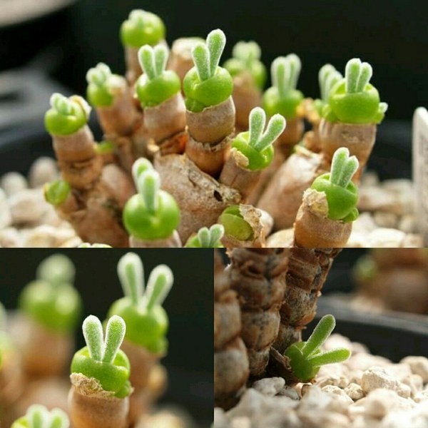 玻璃海棠几月扦插：掌握最佳时节，养出繁茂植株