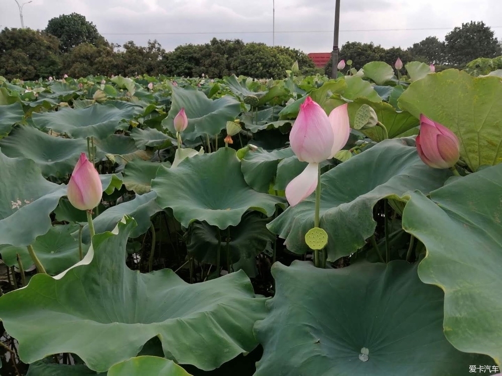 盆栽蔬菜创业：开启城市绿色新生活