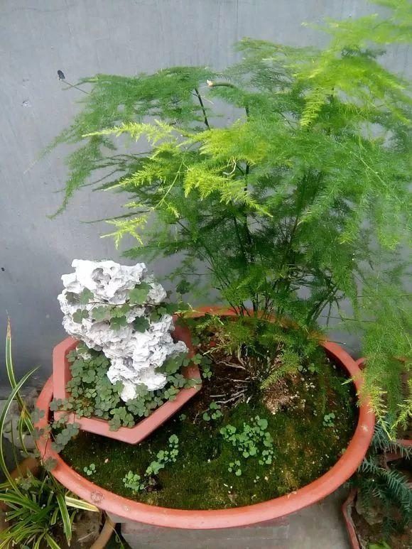 榕树几月份扦插？掌握最佳时节，养出繁茂榕树