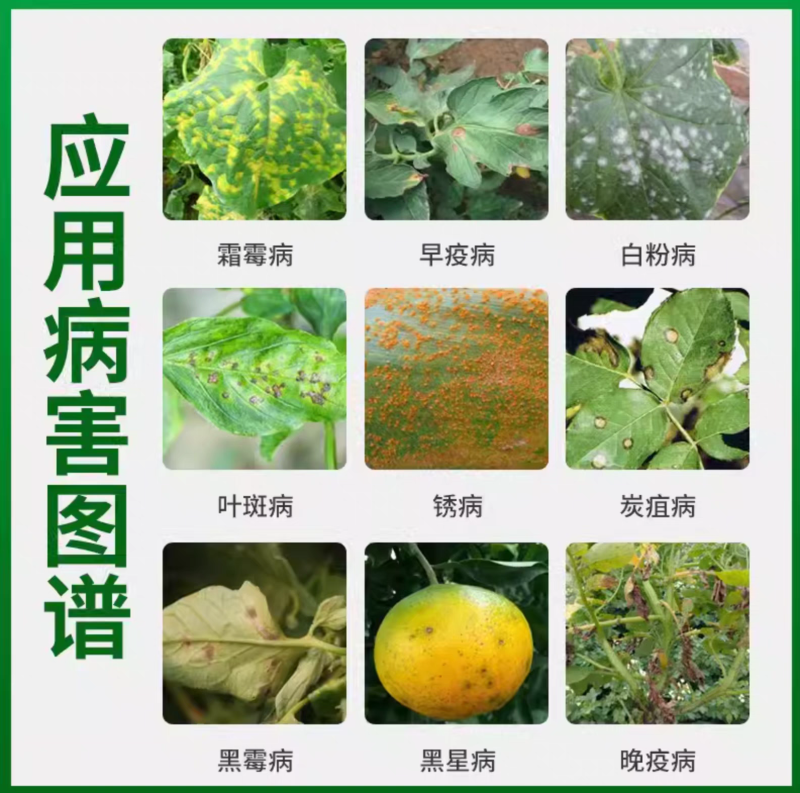 盆栽绿萝说明