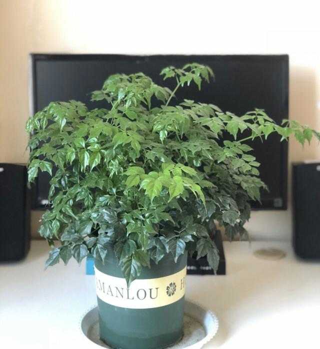 桅子花扦插视频：掌握繁殖技巧，轻松养出繁茂植株