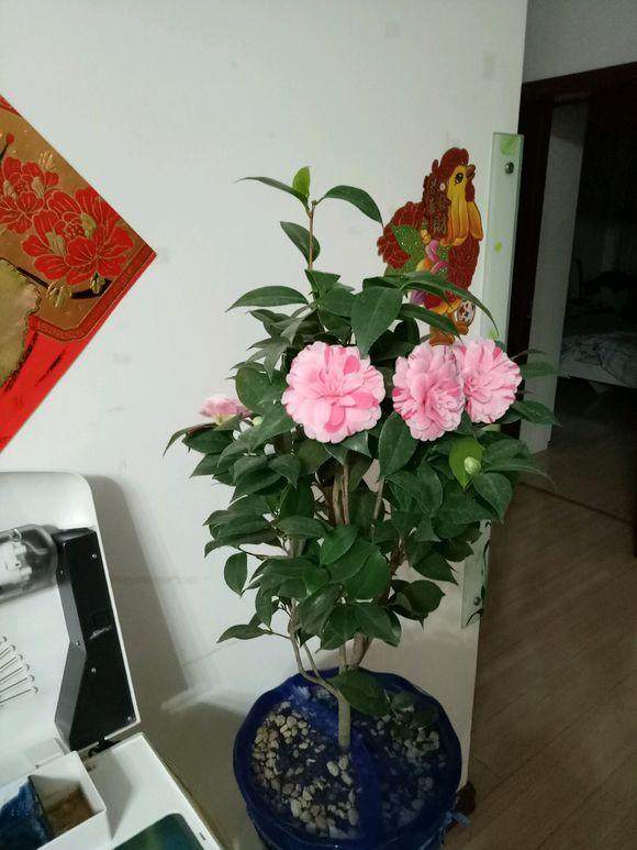 鸭脚木的繁殖方法：详解繁殖技巧与养护要点