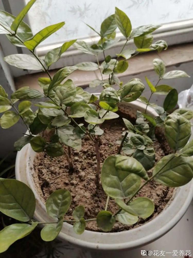 扦插康乃馨几月开花？掌握最佳时机，观赏繁花盛宴
