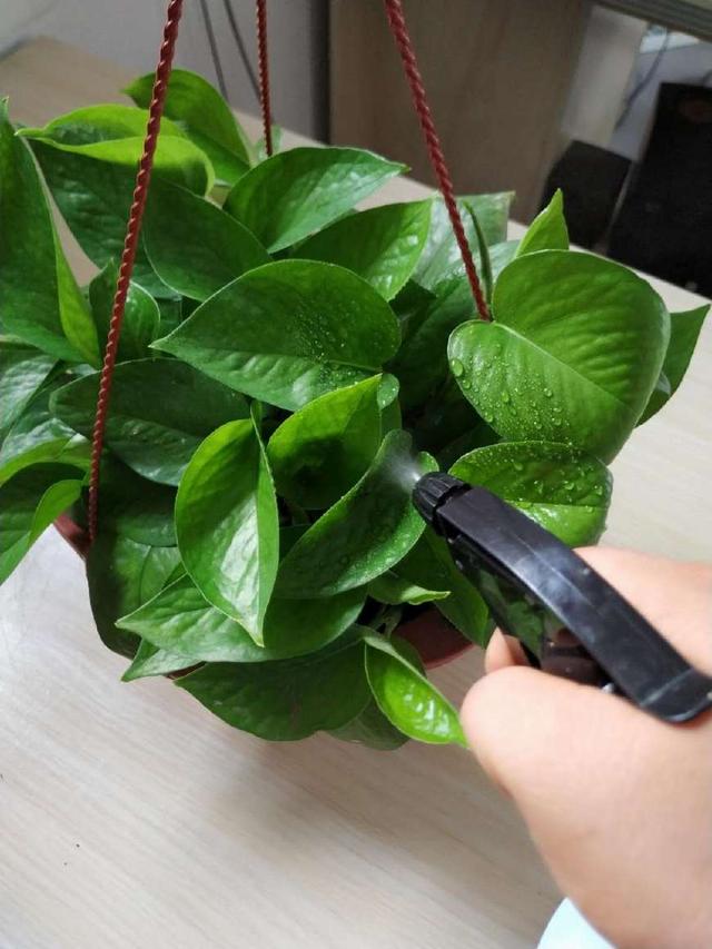 杜鹃盆栽图片：美丽花语的秘密花园