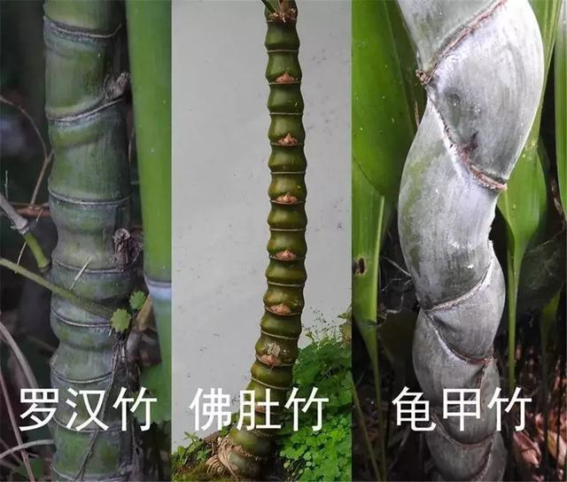 栀子花扦插几年开花？揭开养护秘密