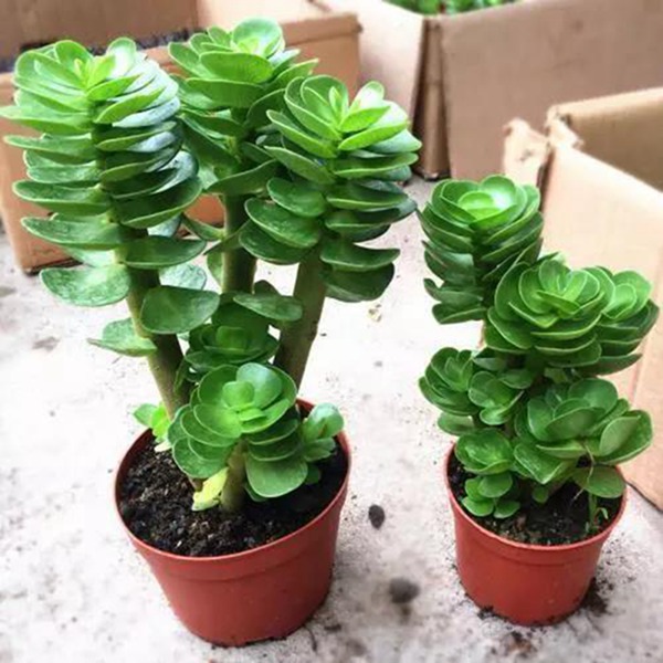 紫叶吊兰扦插：繁殖新植株的详细指南