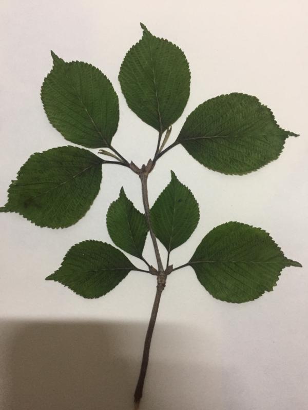 大葱盆栽放水里：探索水培大葱的种植技巧