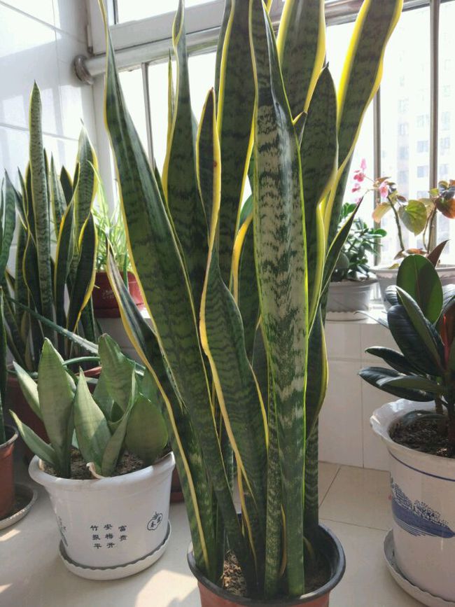 盆栽蔬菜怎么种：家庭种植新趋势