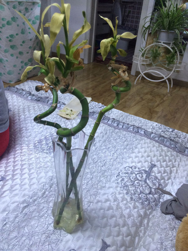 牡丹吊兰的扦插：繁殖新植株的详细指南