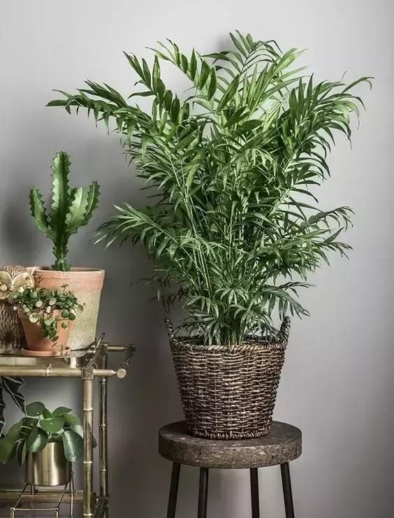 育肥方法：打造健康繁茂的植物园林
