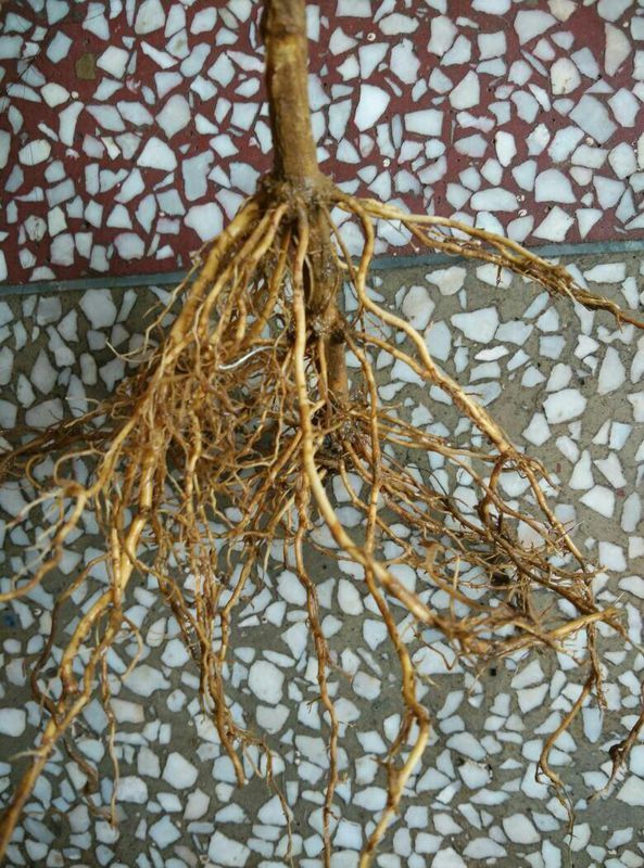 海棠花的盆栽：种植与养护指南