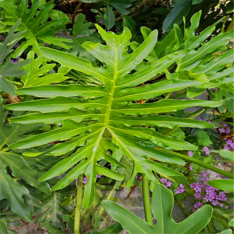 芹菜最快的种植方法