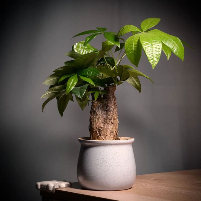 樱桃种植方法：掌握技巧，丰收在望