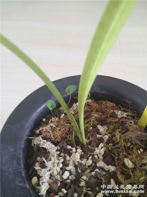 科技苑盆栽葡萄视频：开启家庭种植新篇章