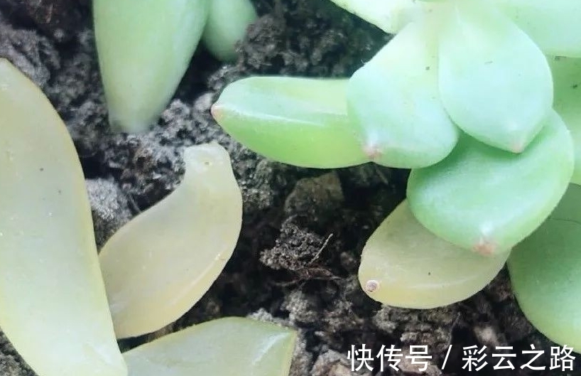 茉莉扦插时间：掌握最佳时机，繁殖成功率高